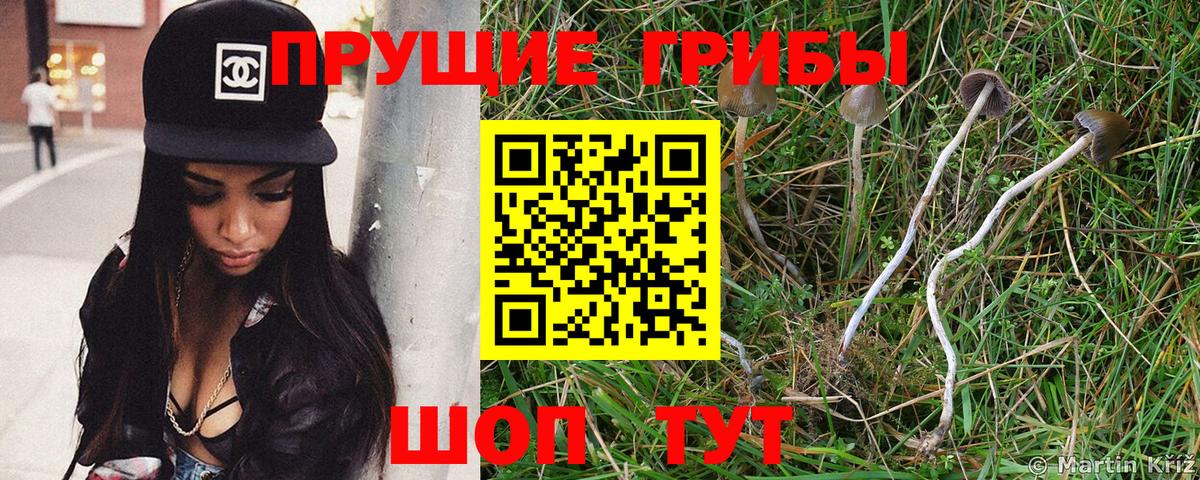 Ишим  Псилоцибиновые грибы MAGIC MUSHROOMS  Вход с VPN 